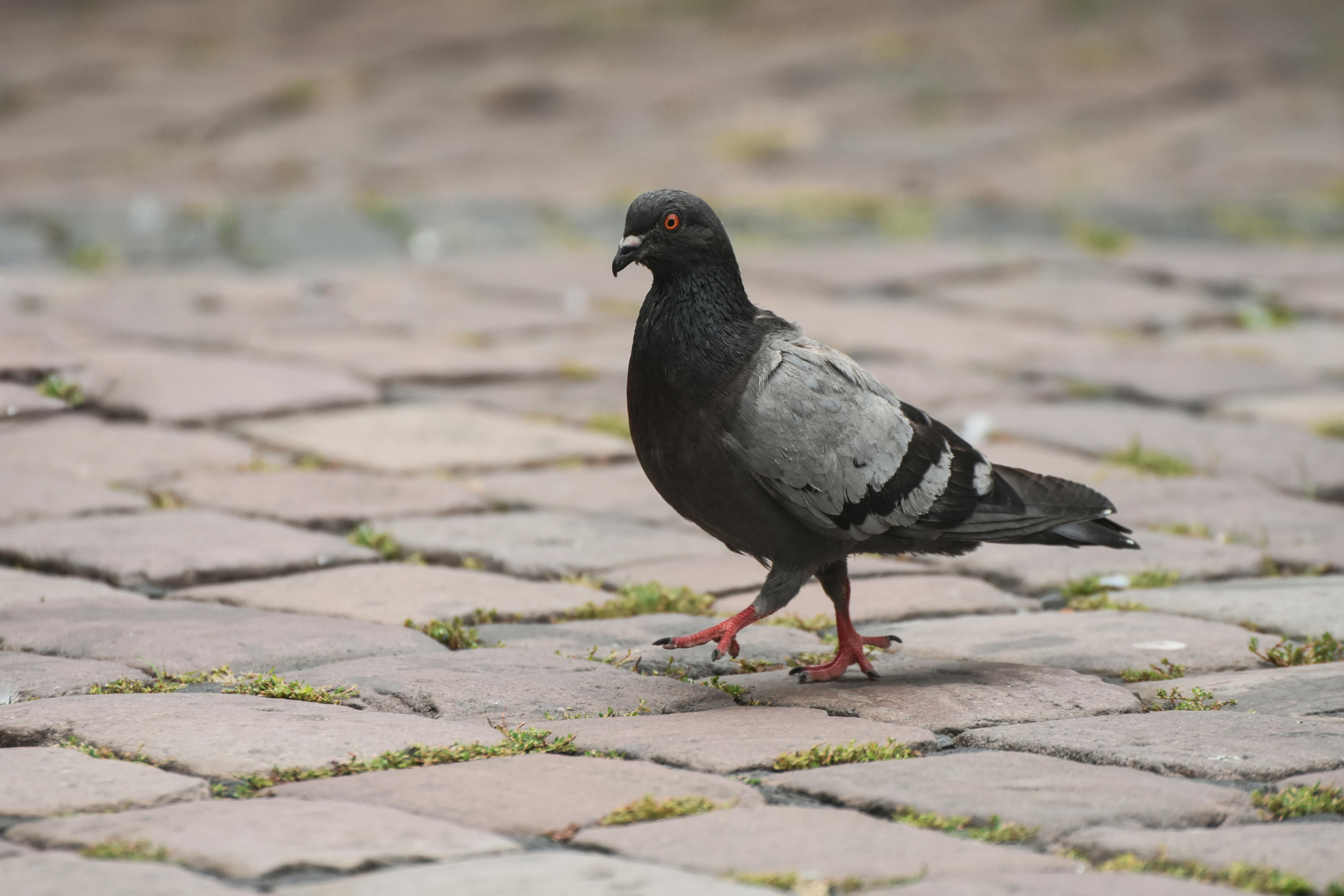 pigeon source